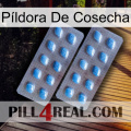 Píldora De Cosecha viagra4